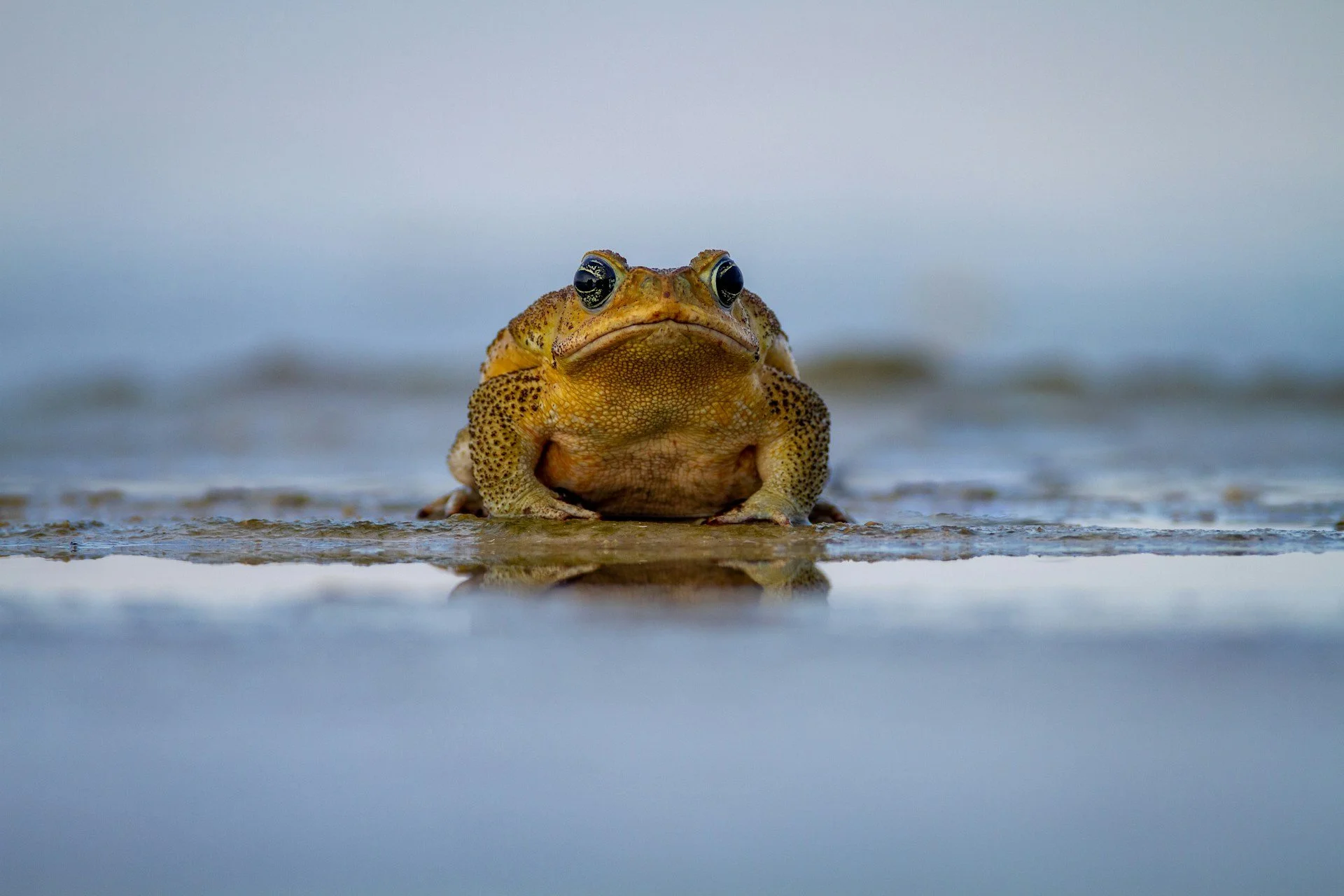 Cane toad racing in action at Port Douglas