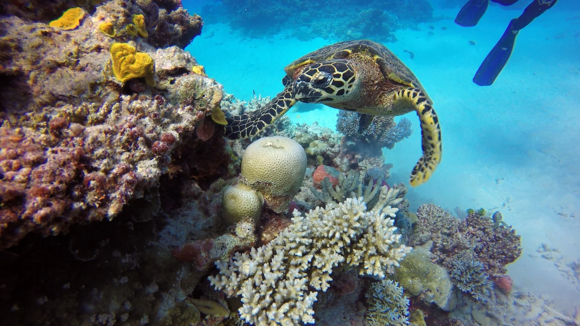 Green turtle research