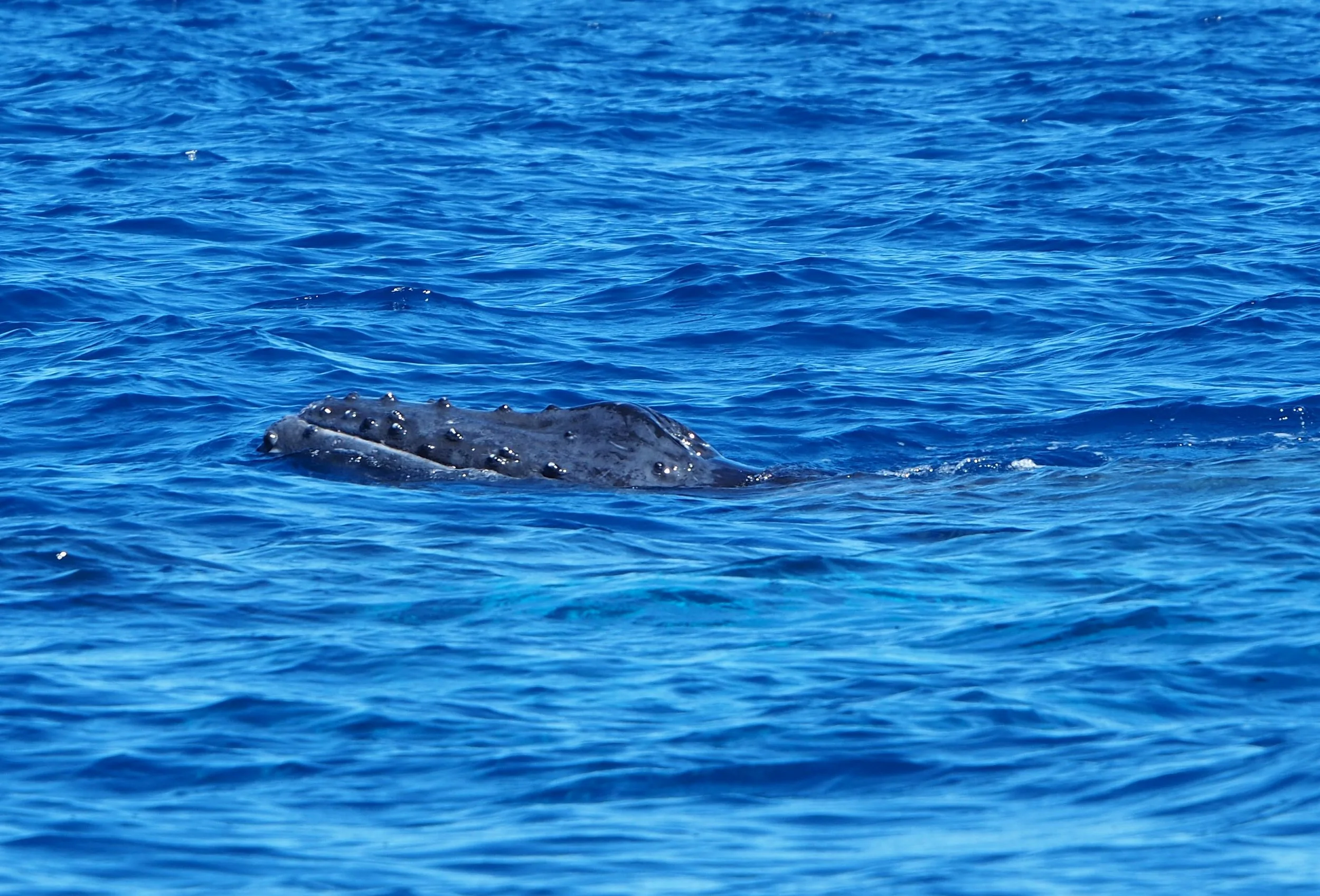 Humpback whale calf swimming near the surface