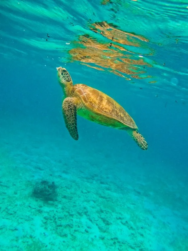 Green turtle on the sandy flats