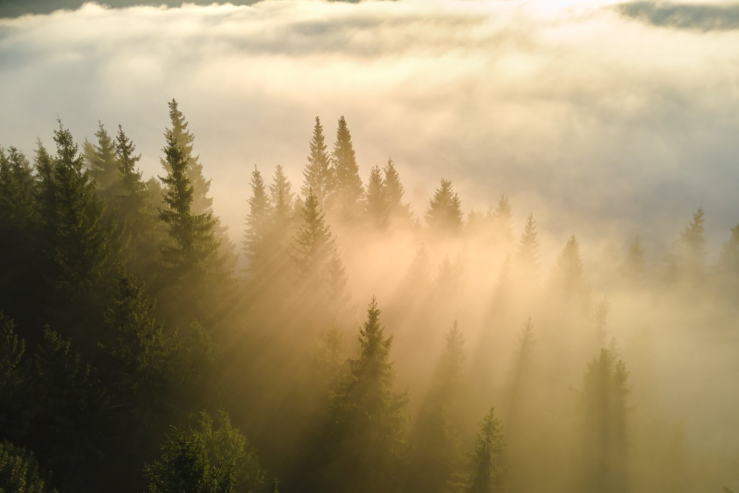 Warm golden light diffusing through morning mist in a forest