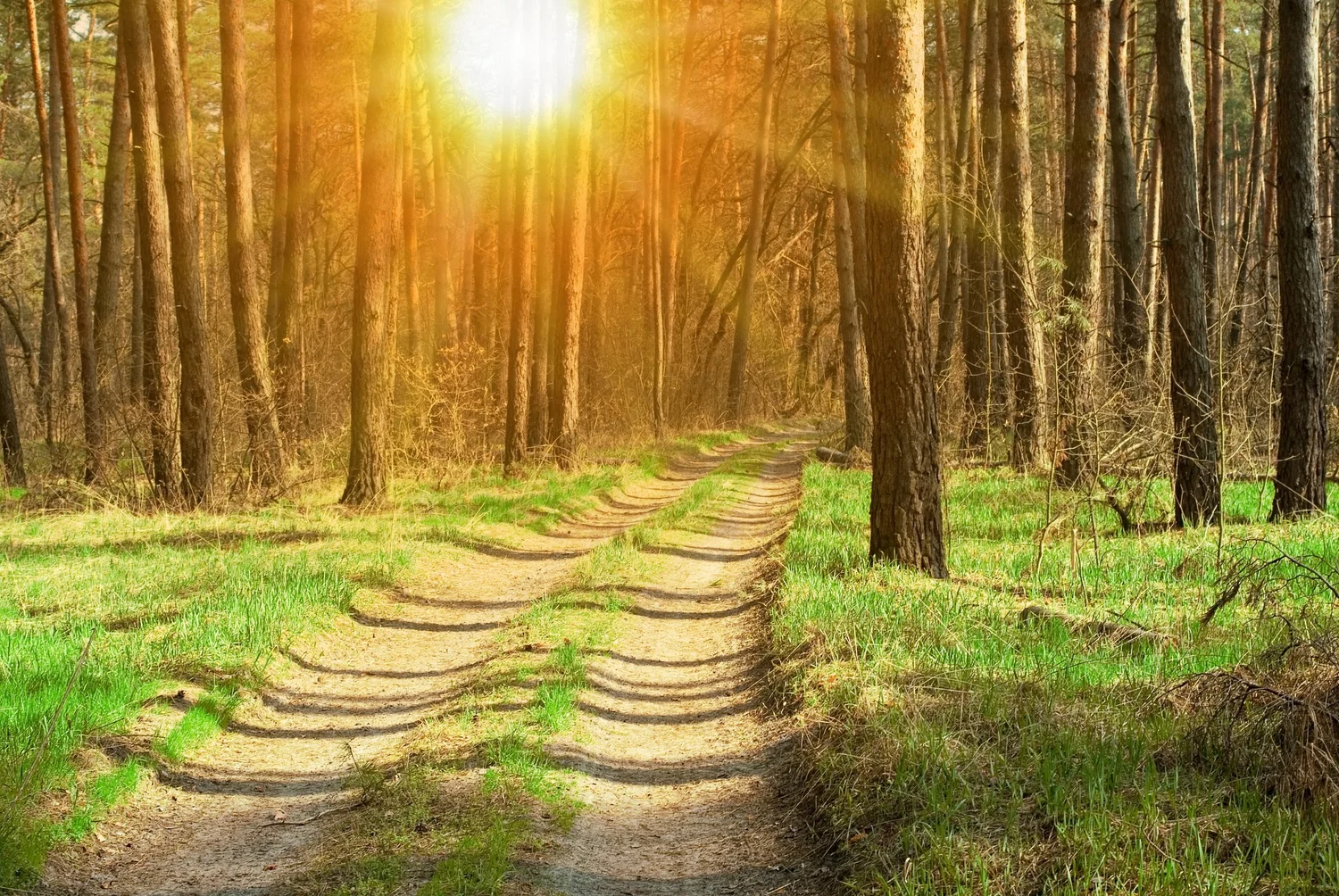 Worn stone steps rising through trees into low golden light