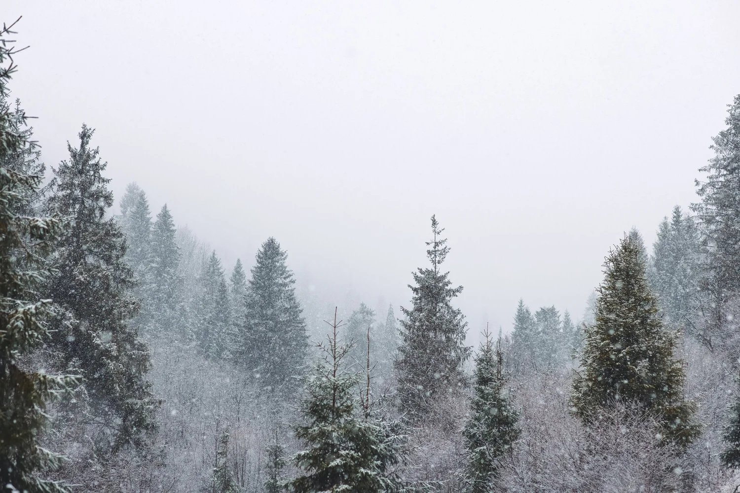 Mist drifting between tall trees in a quiet forest