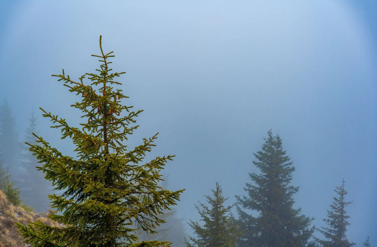 A single pine standing alone in heavy mist