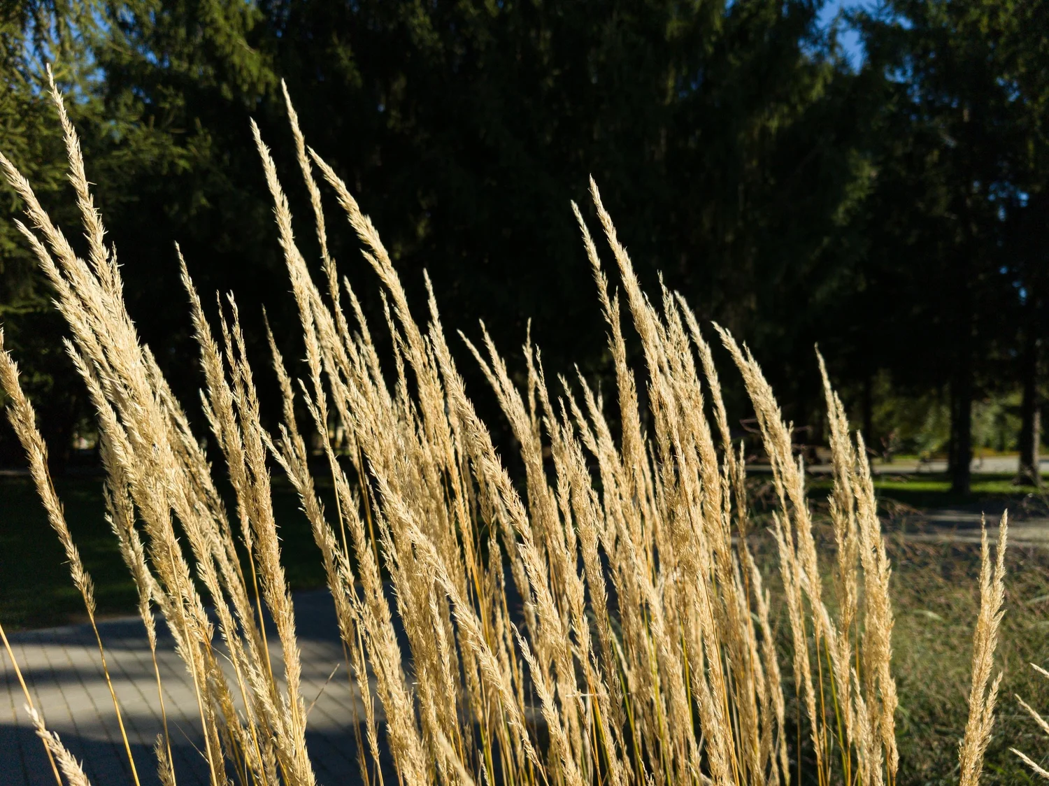 Tall golden grasses bending together in the wind
