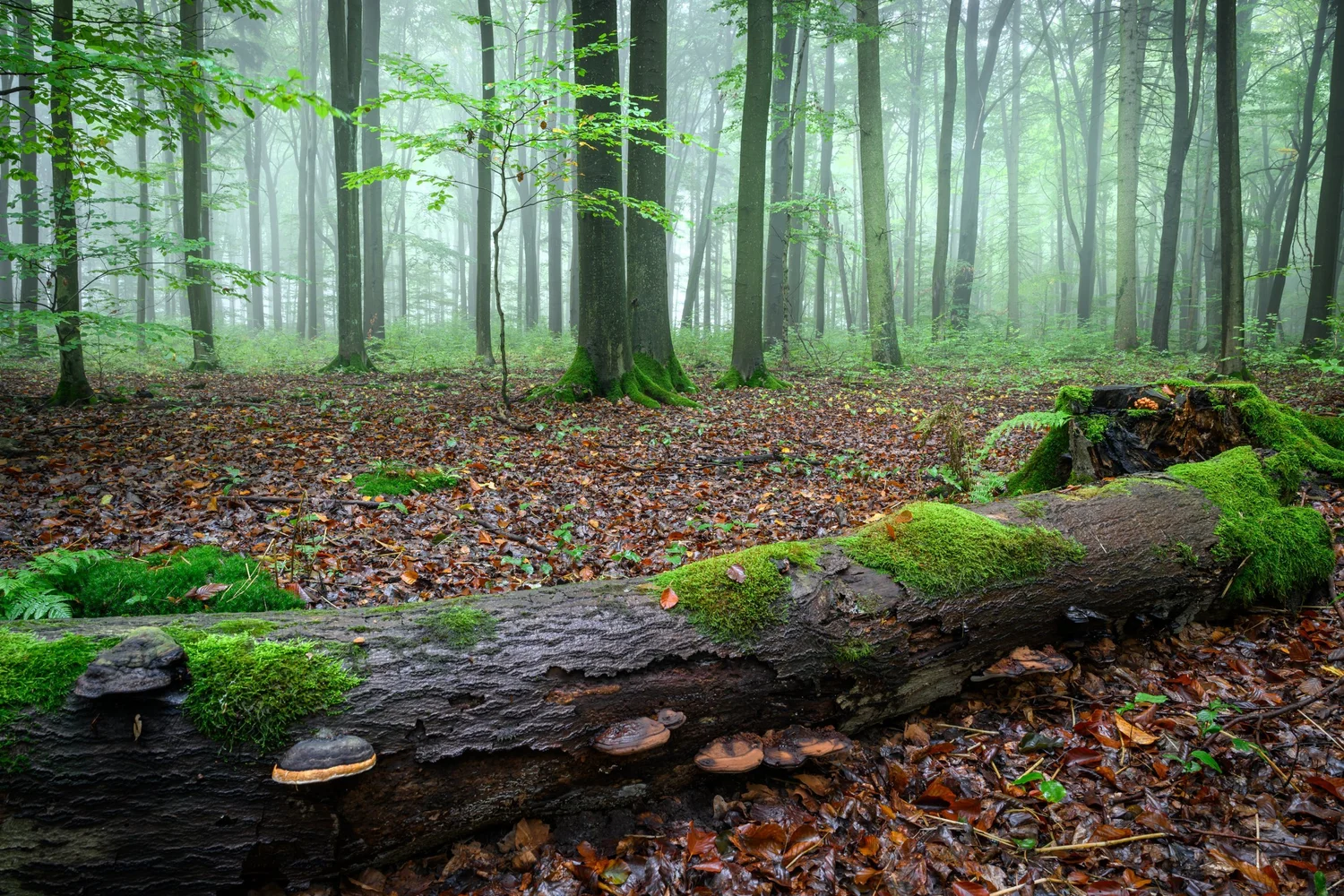 Bare green forest floor beneath widely spaced trees