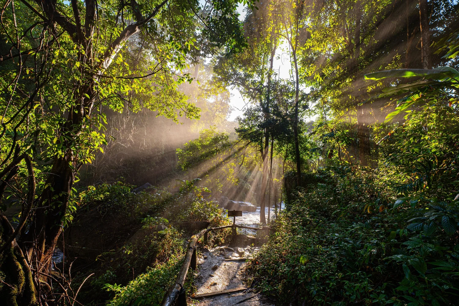 Sunlight falling through a forest canopy onto a path below
