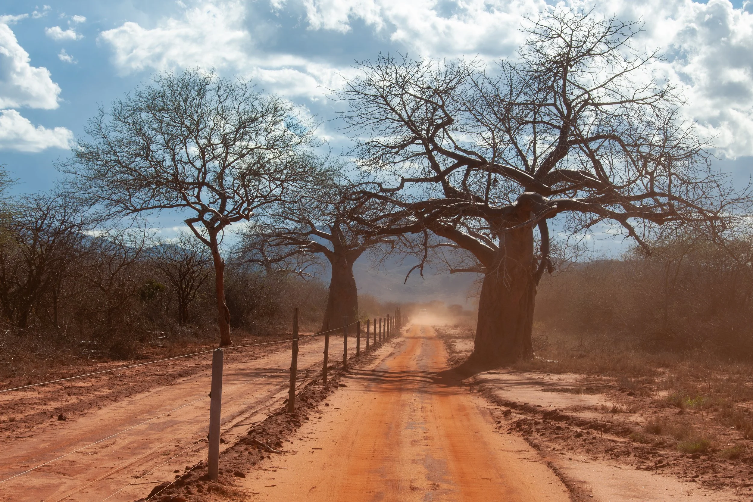 Baobab Trees Kenya Africa