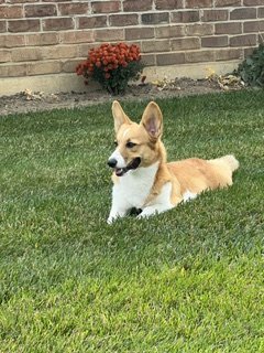 Mollie, our newer corgi