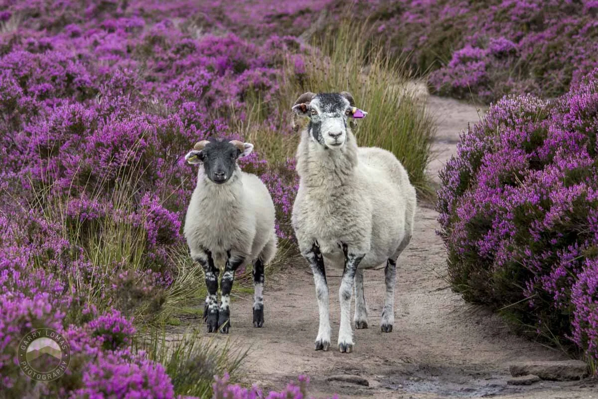 sheep and flowers