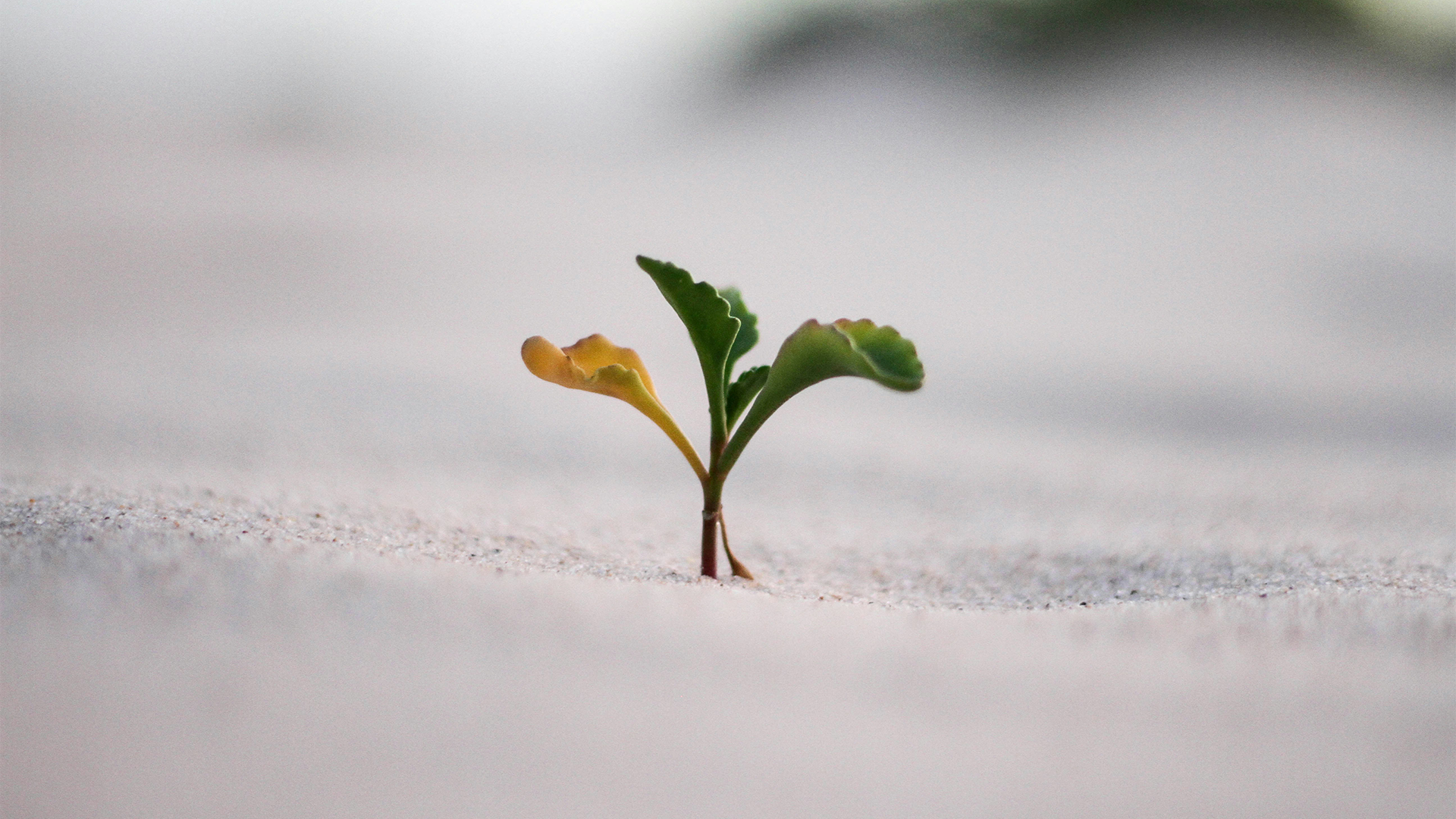 Identifying Growth Opportunities