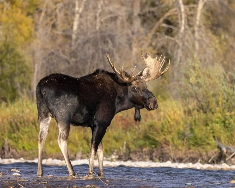 Dangerous moose and deer on the road
