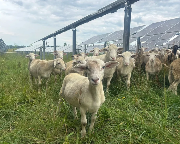 A large flock of sheep at a solar farm where J&R Pierce Family Farm provides solar grazing and vegetation management.