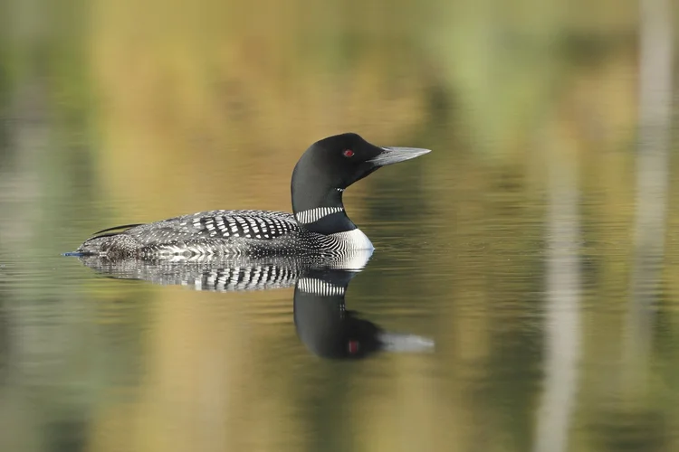 Loon on Adirondack lake in Fall