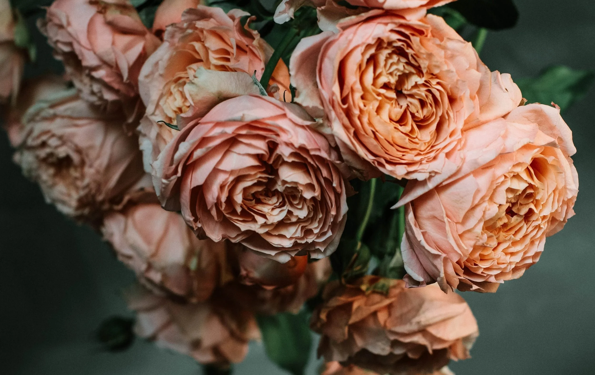 Pale garden roses in low evening light
