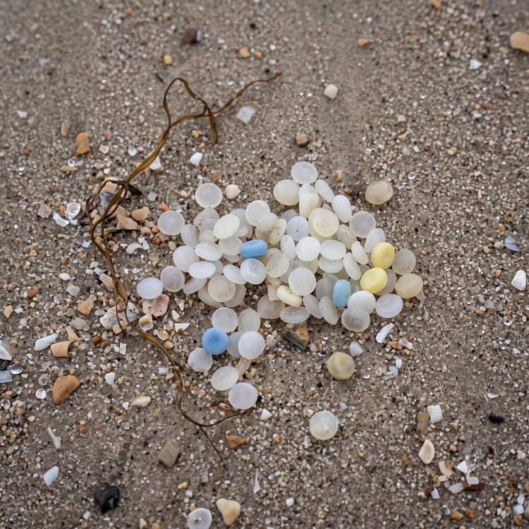 A cluster of white, yellow and blue plastic nurdles washed up in wet sand next to a strand of seaweed.