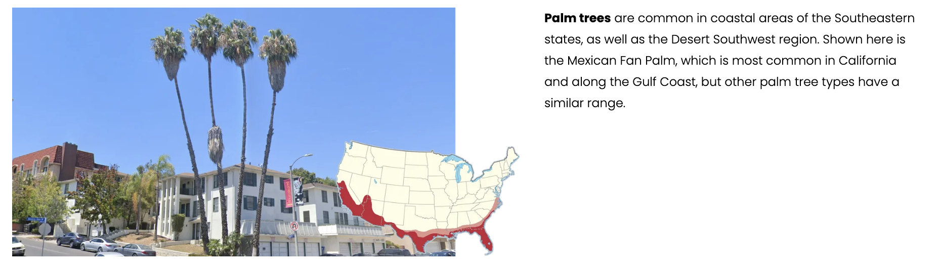 Palm tree distribution map
