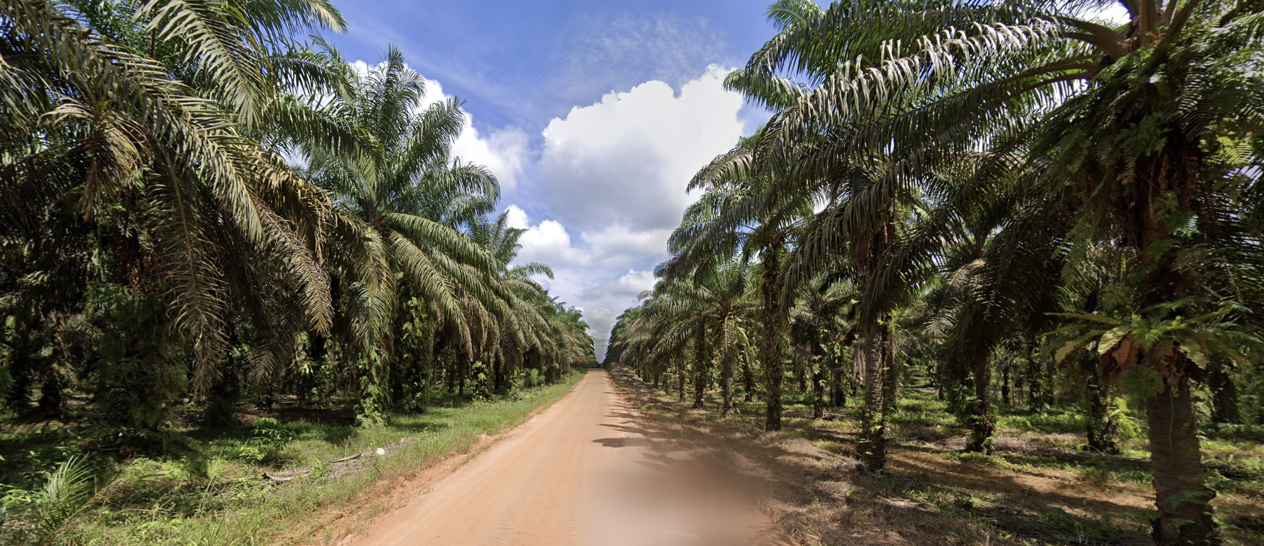 Oil palm coverage in Kalimantan