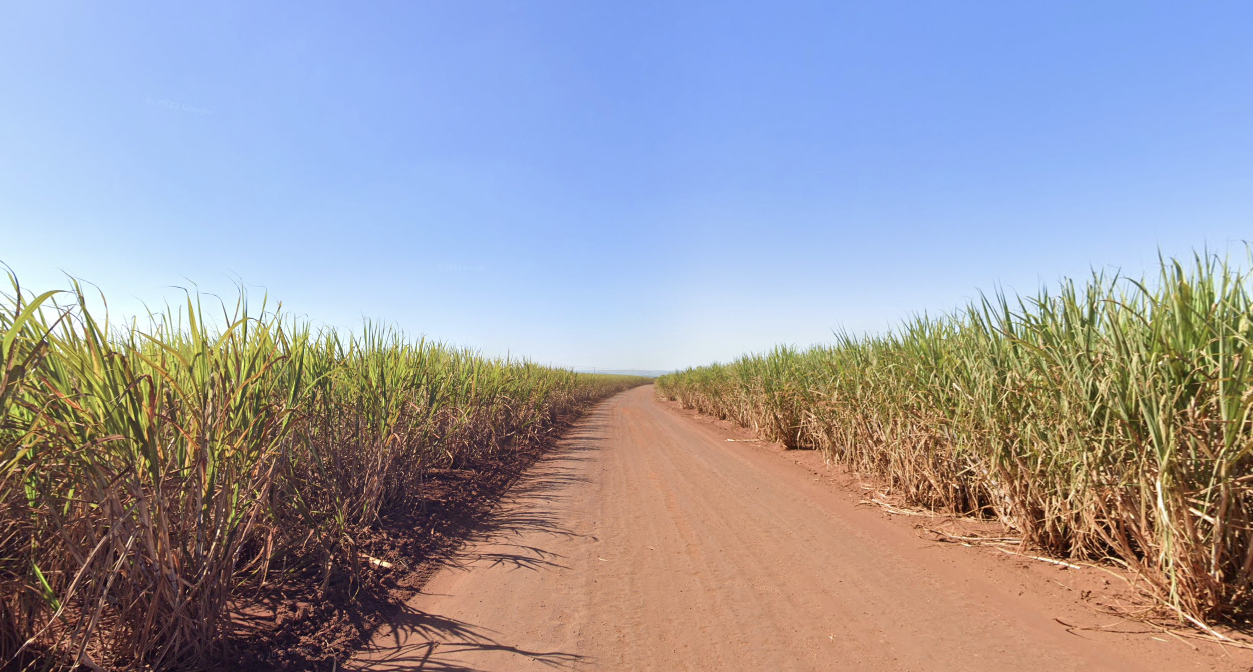 Sugar cane plantation example
