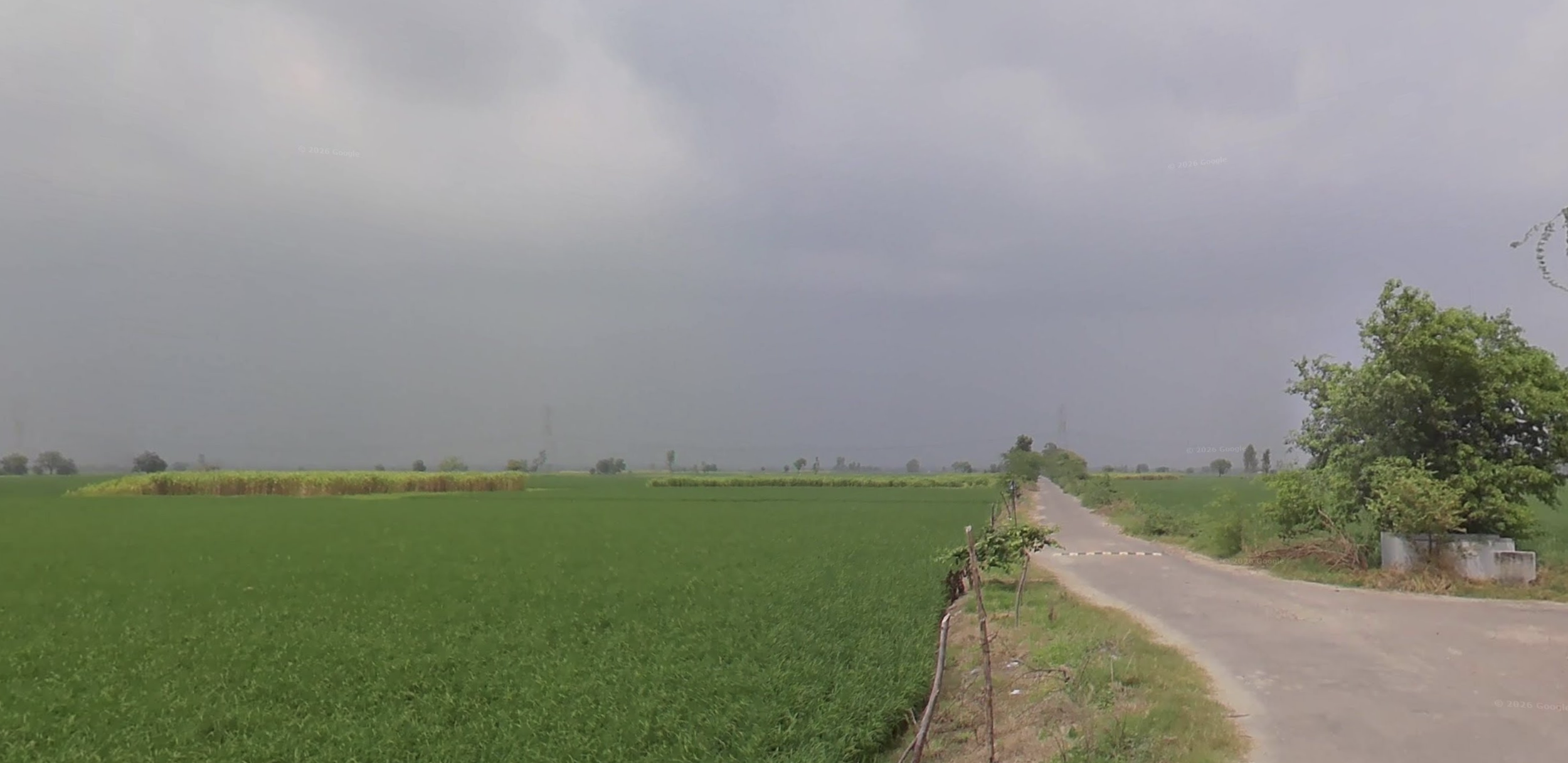 The same rice field in August