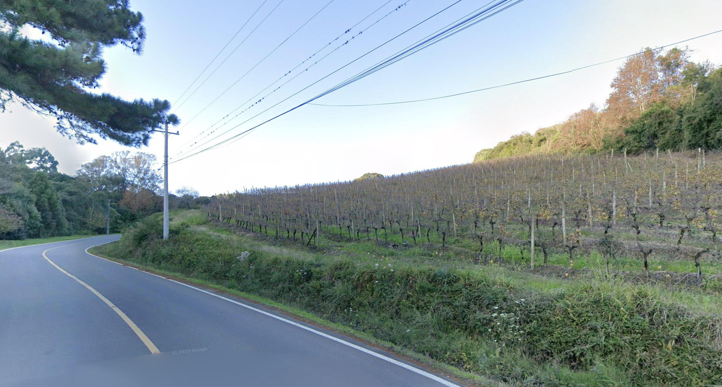 Vineyard example