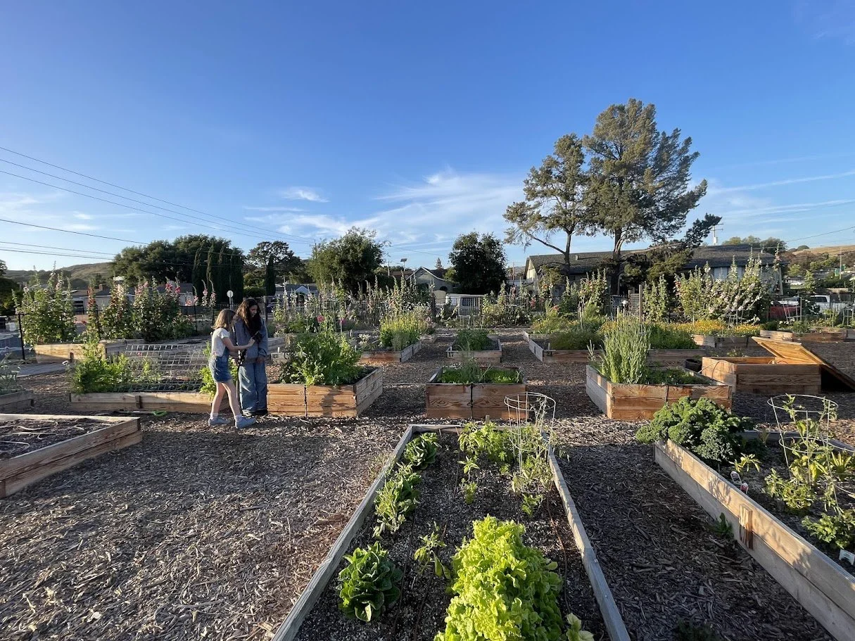 Leafy vegetables and flowering plants growing in the raised beds at Buellton Community Garden.