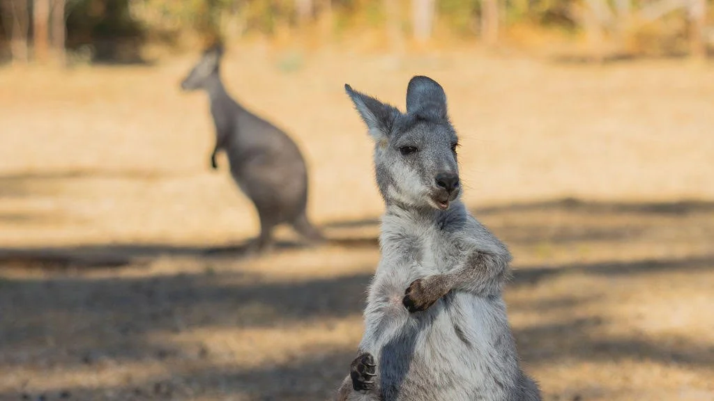 A wallaroo standing alert in golden grassland at the Quoll HQ sanctuary, with a second wallaroo behind