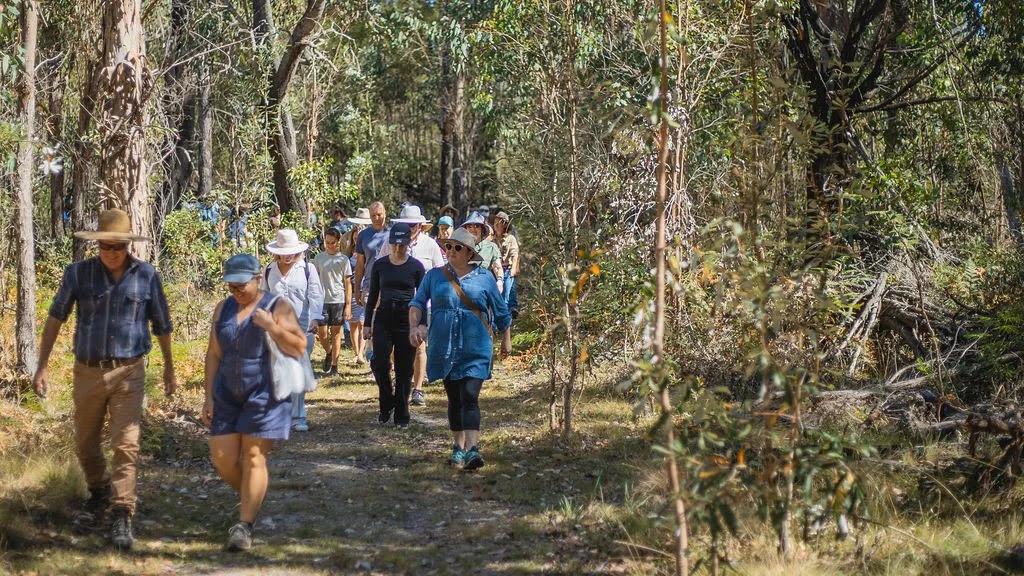 Visitors walking single file along a bush track through open eucalypt forest on a Quoll HQ tour
