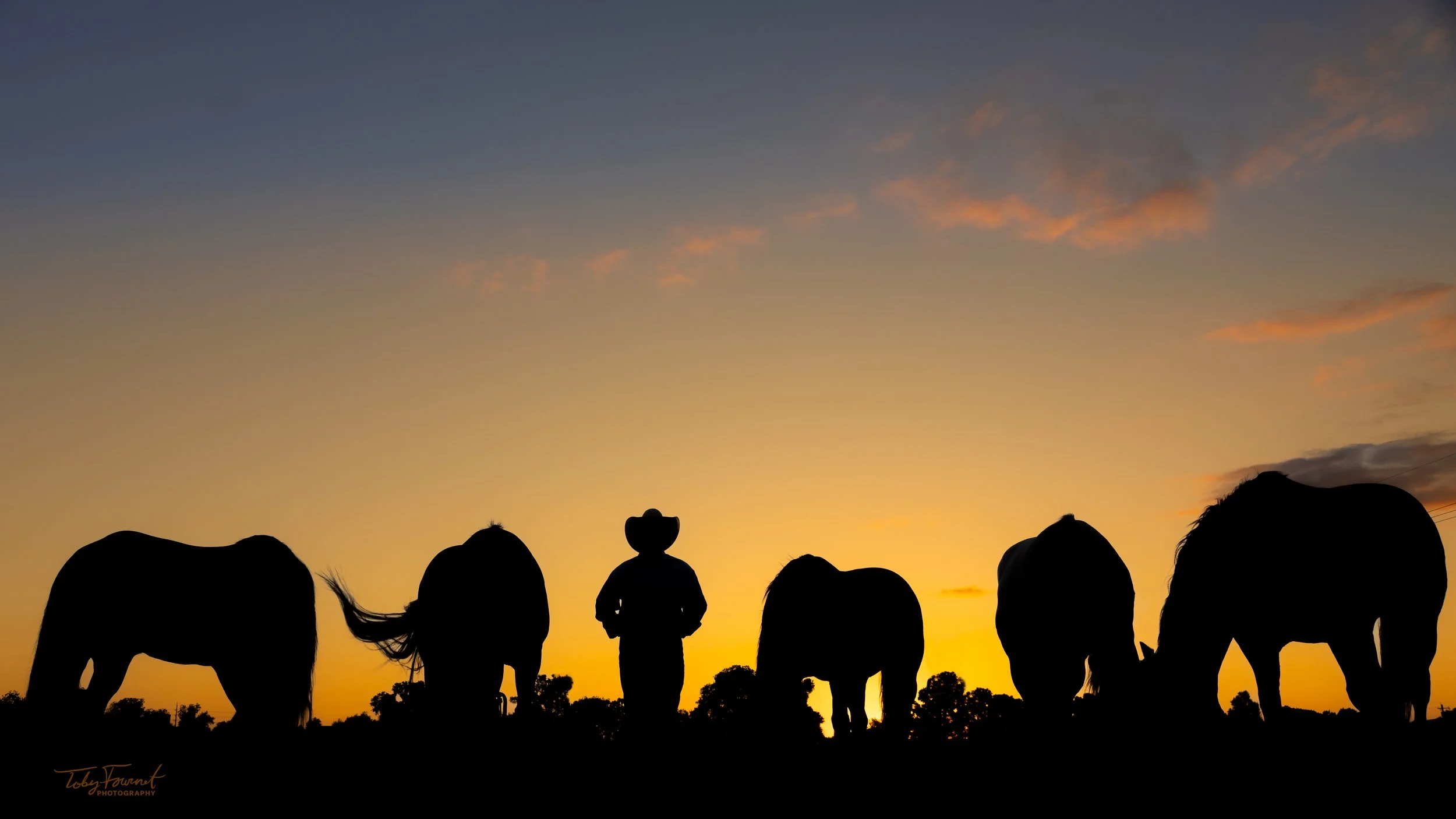 Cowboy and five horses silhouetted against a golden sunset