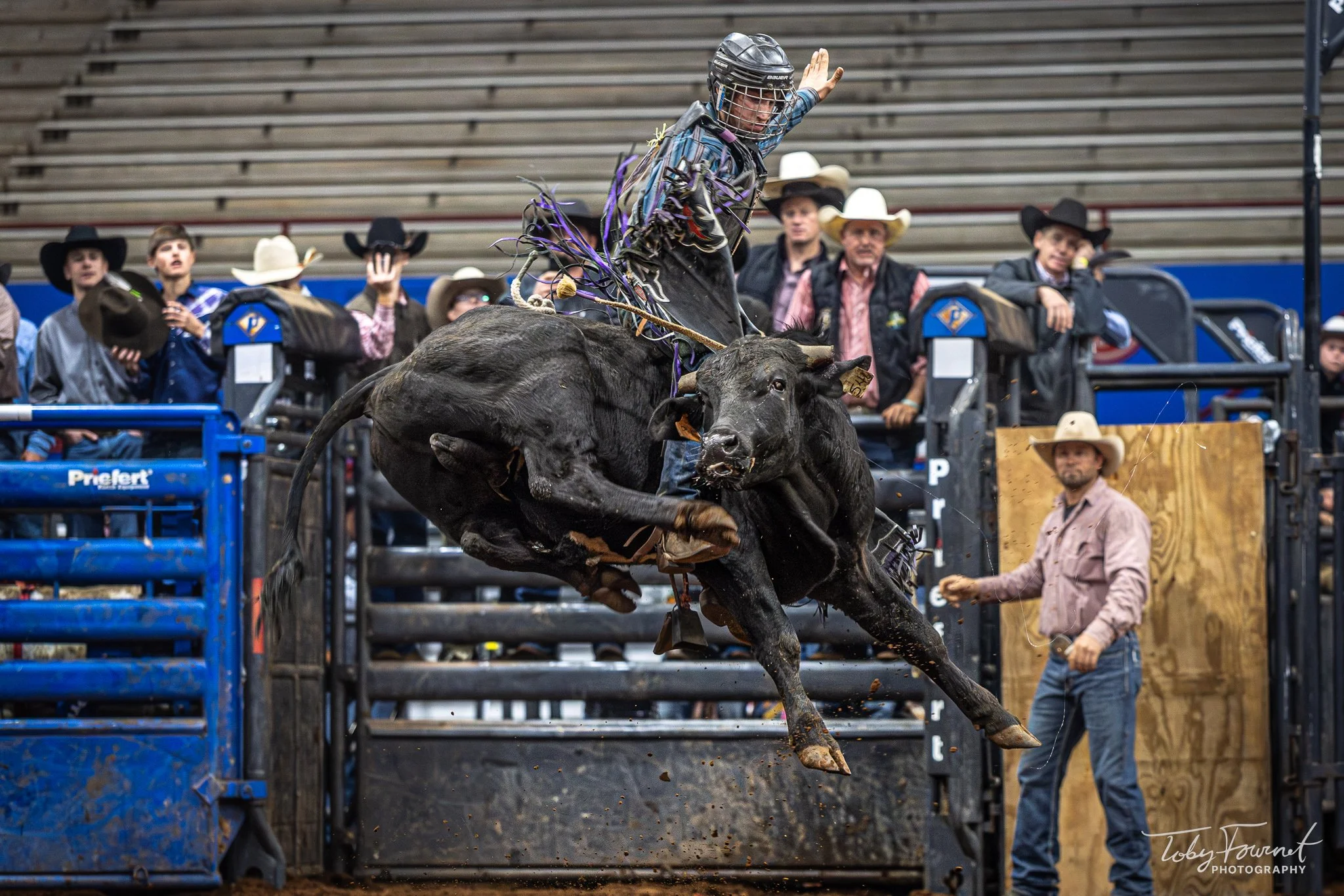 Bull and rider airborne in front of the chutes