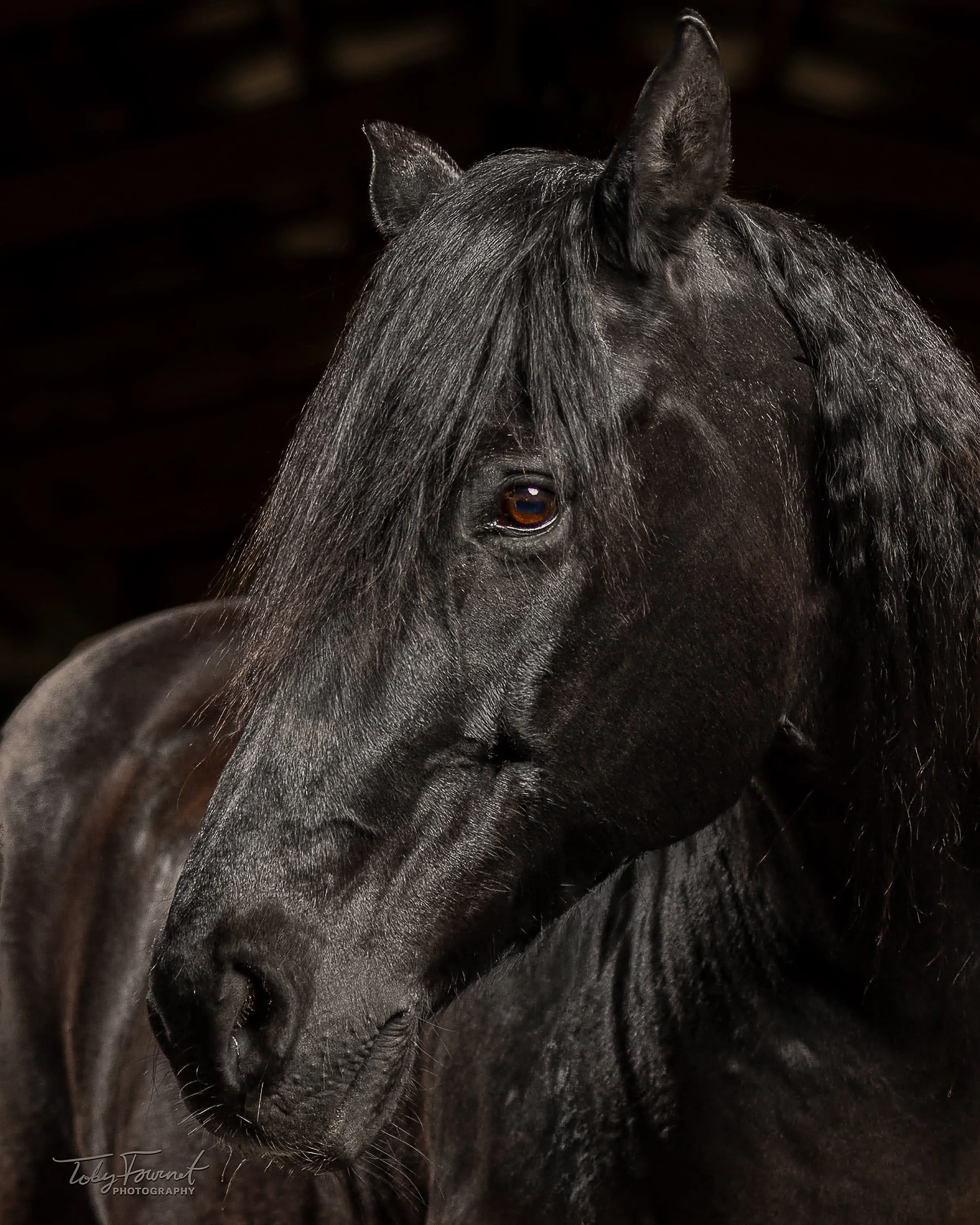 Close portrait of a black horse against a dark background