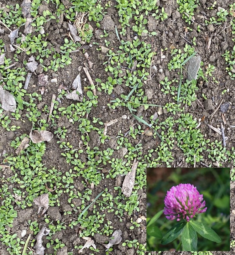 The red clover is starting to peak out of the soil. The flower in the bottom right corner is what it will look like in a few months.