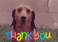 Sappy Dog Says Thank You