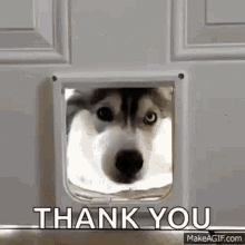 A husky says Thank you