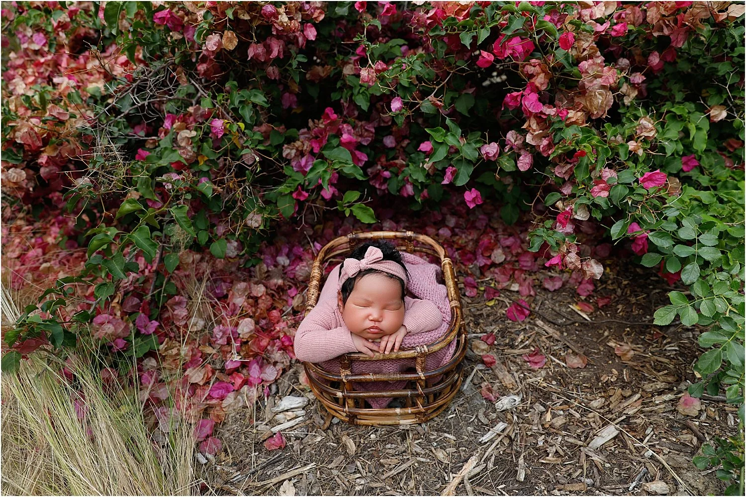 Newborn in a basket beneath blooming bougainvillea, outdoor session