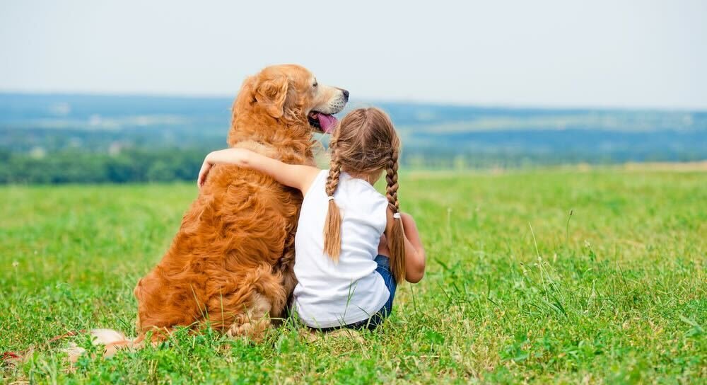 dog training collars with citronella