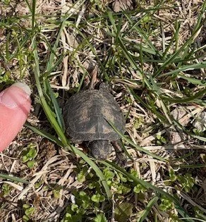 Trees and a street covered in ice after a storm