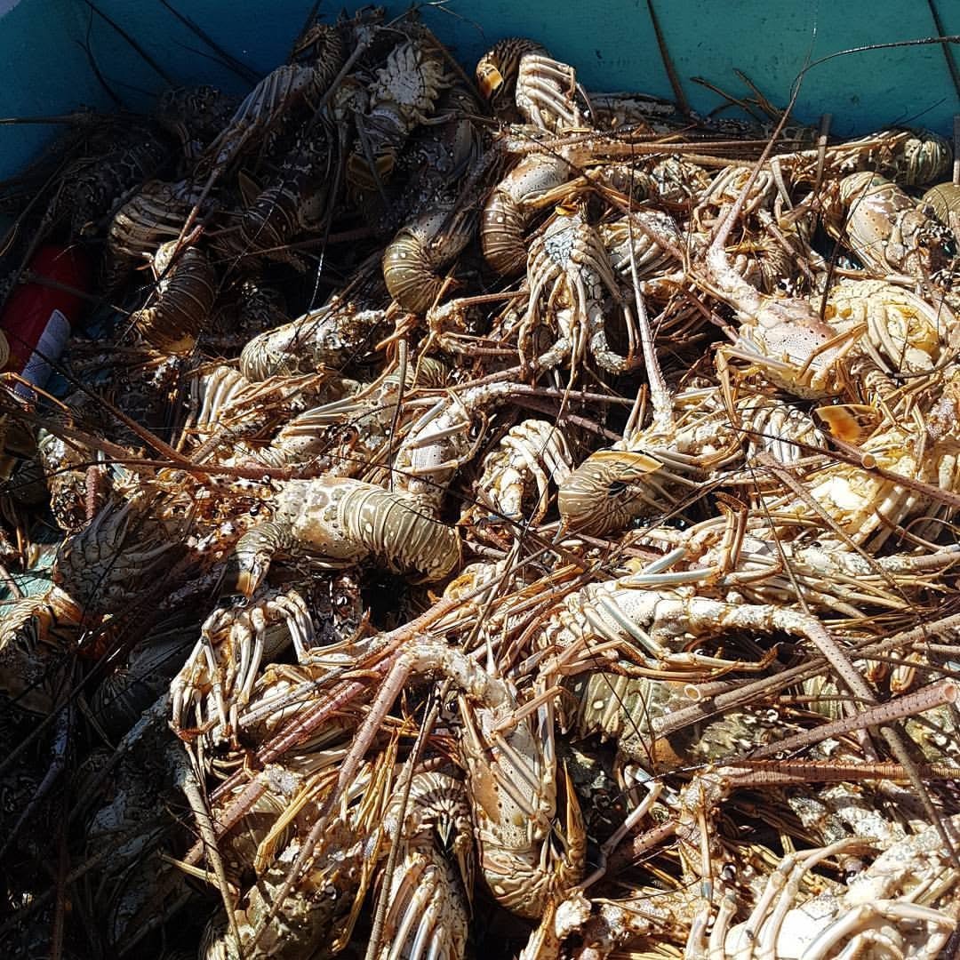Freshly caught Caribbean spiny lobsters