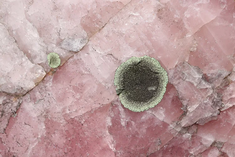 Golden Moonglow Lichen on Rose Quartz