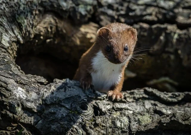 Possum
