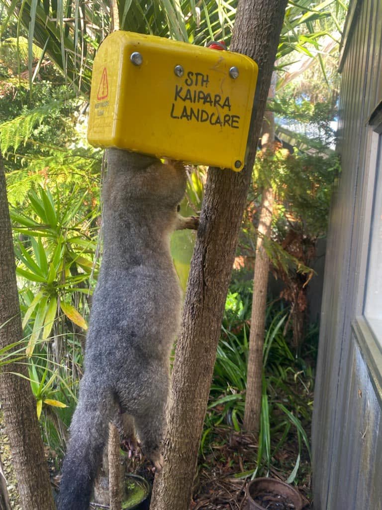 Possum caught in trap