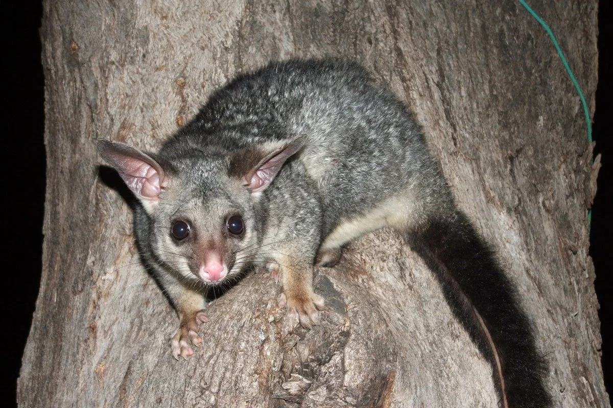 Possum