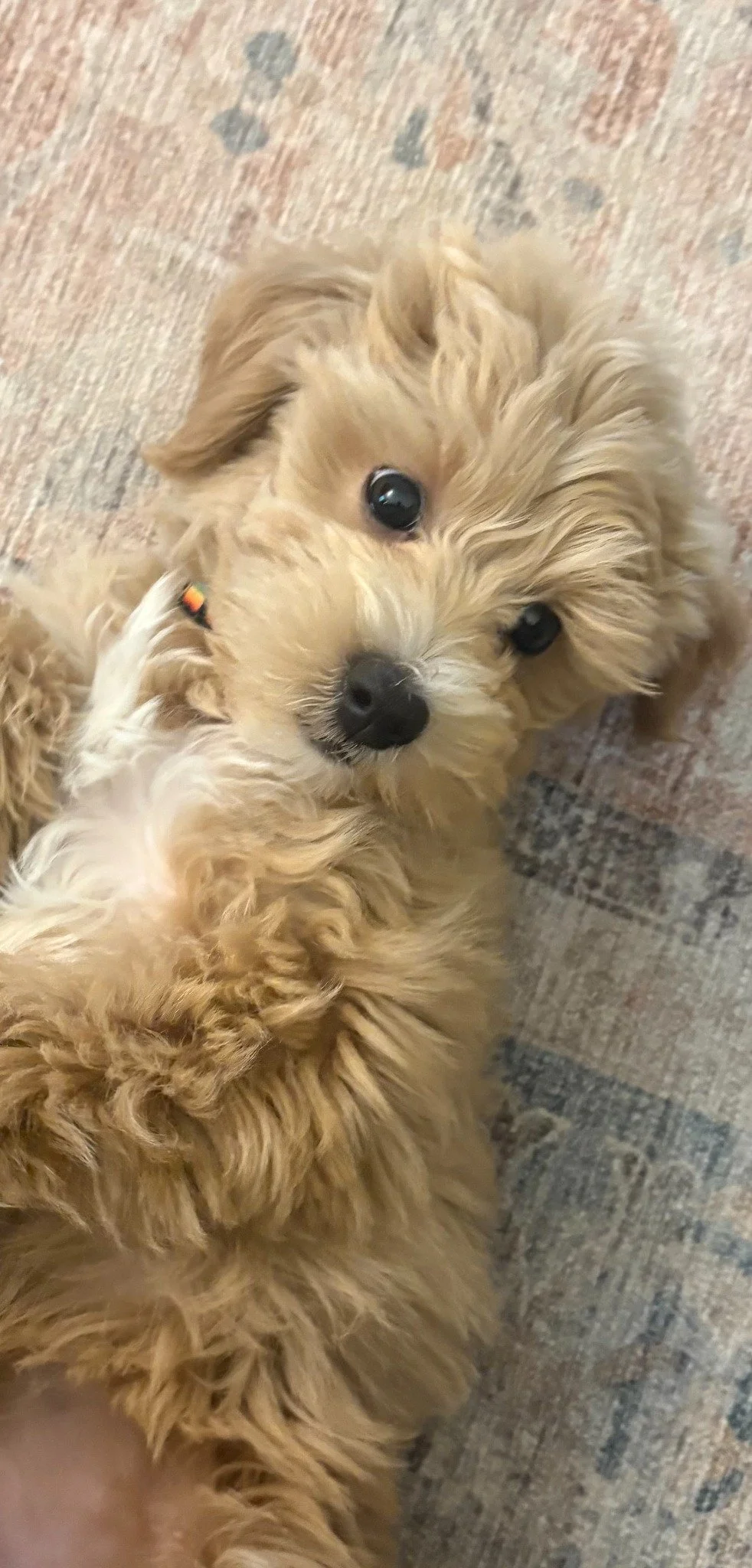 Sunny, Mel's golden puppy, tilting her head