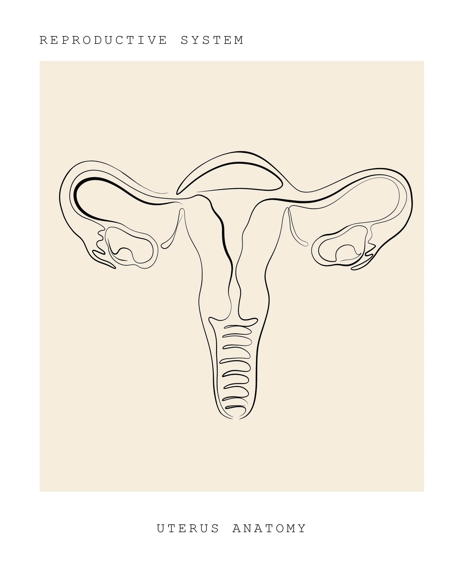Line drawing of the uterus and ovaries. Postpartum pelvic floor physical therapy at PhysioVictory in Conroe, TX.