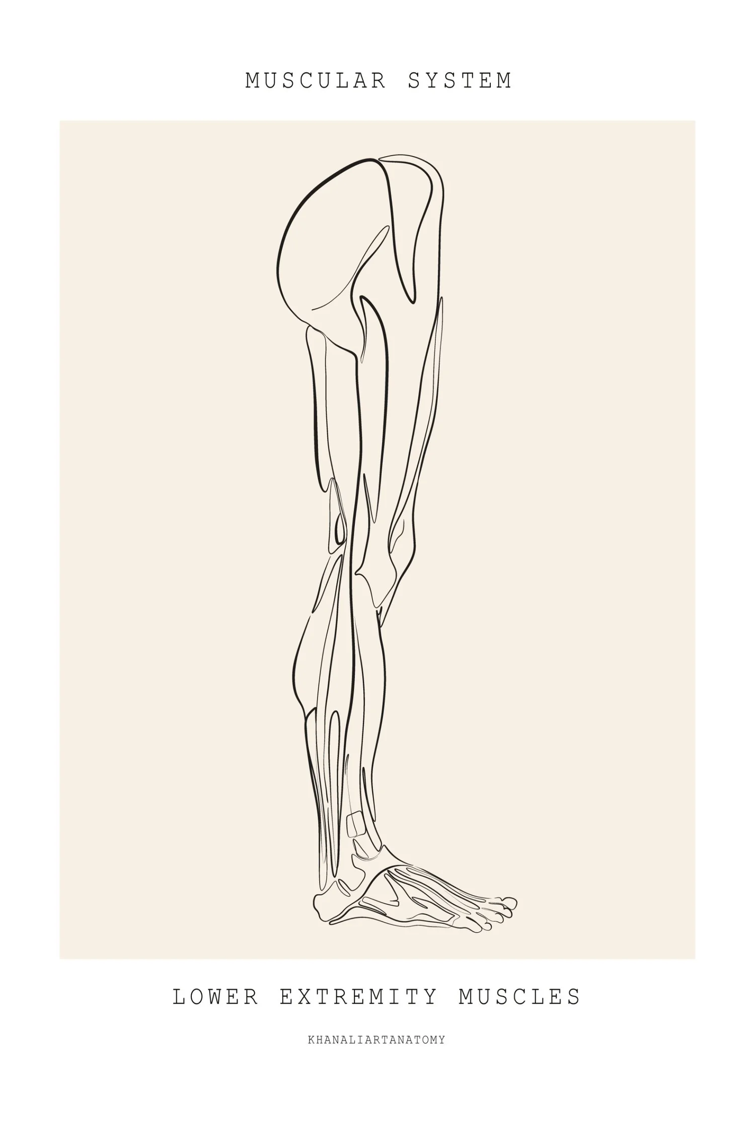 Line drawing of the muscles of the leg from hip to foot. Knee pain physical therapy at PhysioVictory in Conroe, TX.