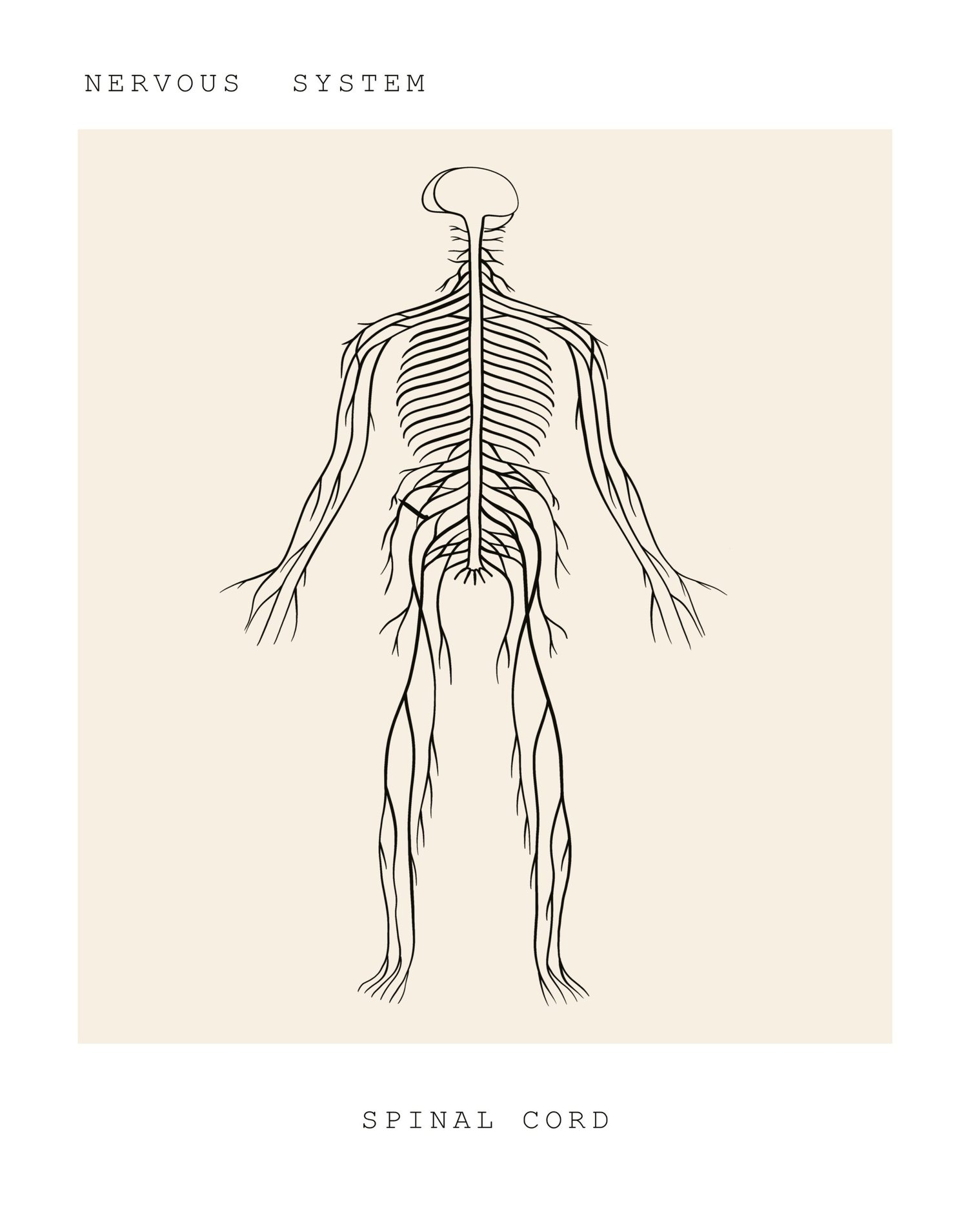 Line drawing of the nervous system, spinal cord and sciatic nerve running down the leg. Sciatica physical therapy at PhysioVictory in Conroe, TX.