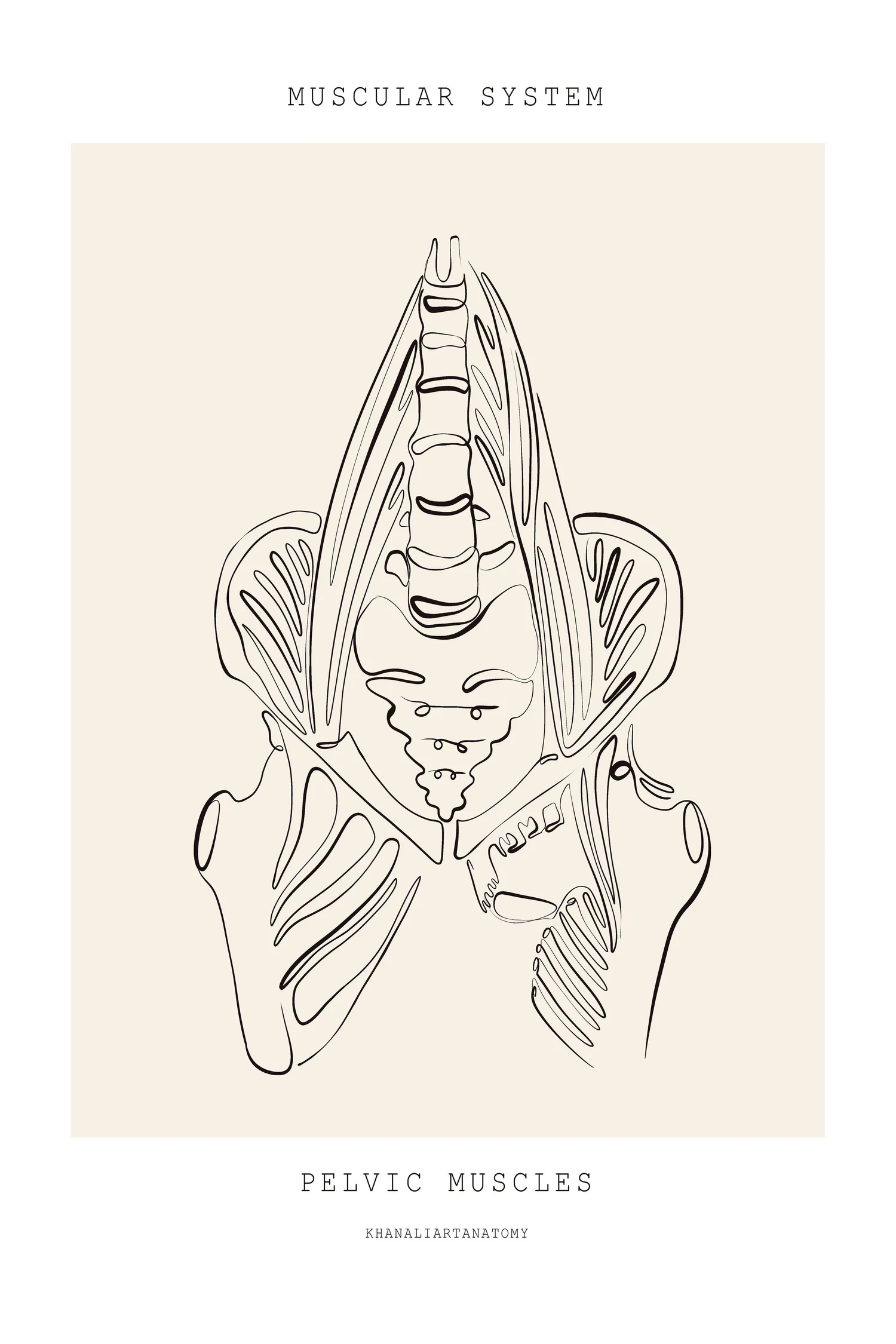 Line drawing of the pelvic muscles and lower spine, front view. Pelvic floor physical therapy for leaking at PhysioVictory in Conroe, TX.