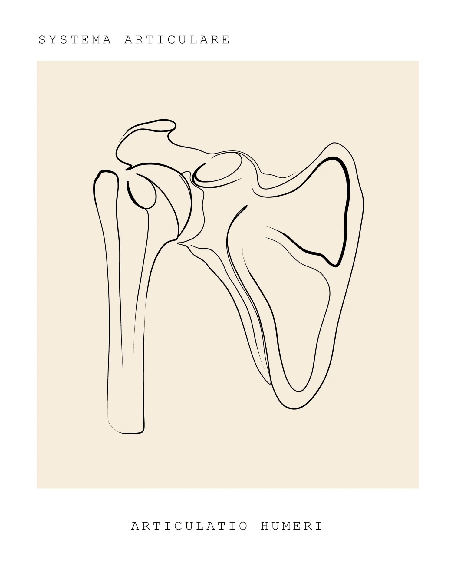 Line drawing of the shoulder joint. Frozen shoulder physical therapy at PhysioVictory in Conroe, TX.