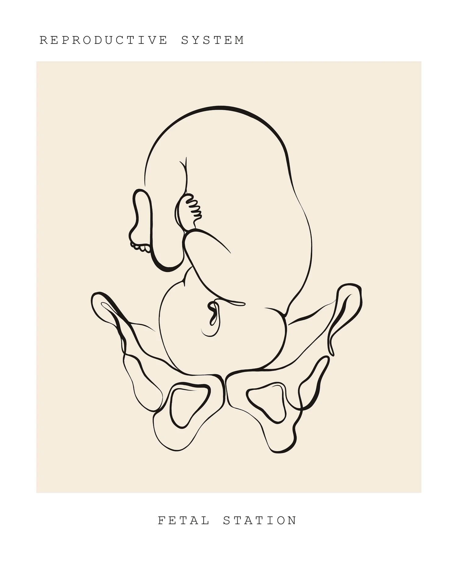 Line drawing of a baby in the pelvis. Pelvic floor physical therapy during pregnancy at PhysioVictory in Conroe, TX.
