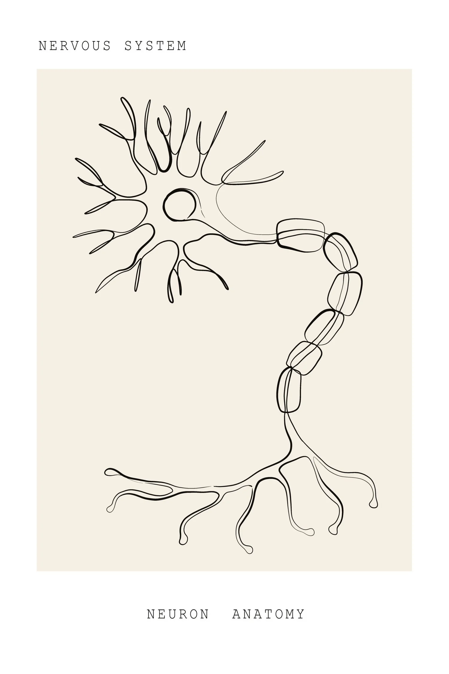 Line drawing of a single neuron with its branching dendrites and long axon. Nerve pain and sciatica physical therapy at PhysioVictory in Conroe, TX.
